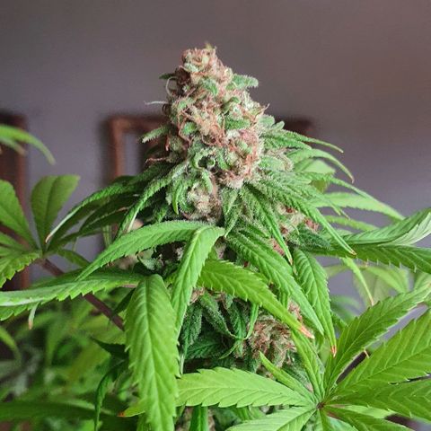 Runtz clone growlog timeline photo