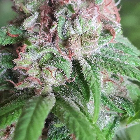 Runtz clone growlog timeline photo