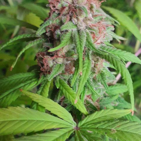 Runtz clone growlog timeline photo