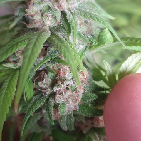 Runtz clone growlog timeline photo