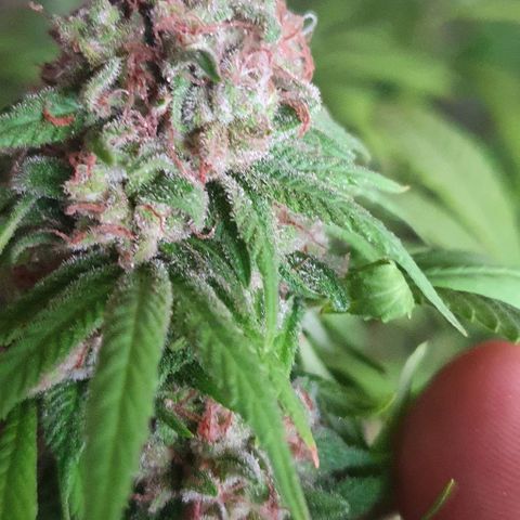 Runtz clone growlog timeline photo