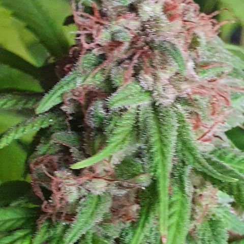 Runtz clone growlog timeline photo