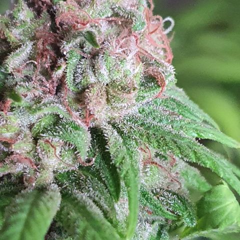 Runtz clone growlog timeline photo
