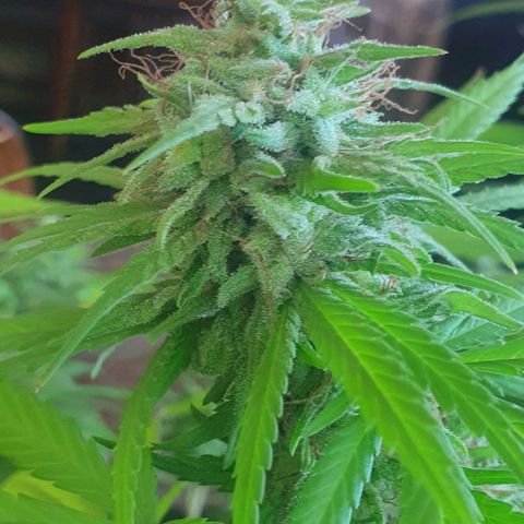 Stardawg growlog timeline photo