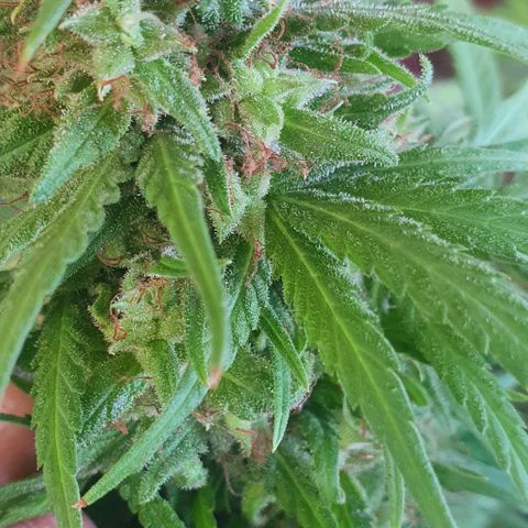 Stardawg growlog timeline photo