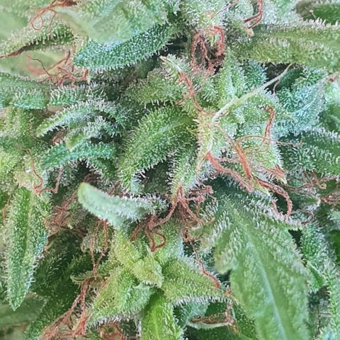 Stardawg growlog timeline photo
