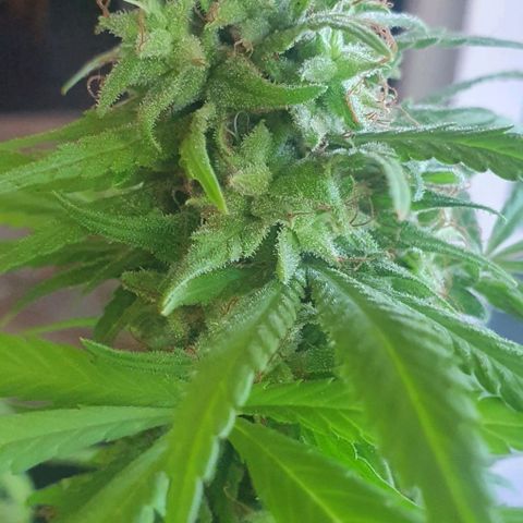 Stardawg growlog timeline photo