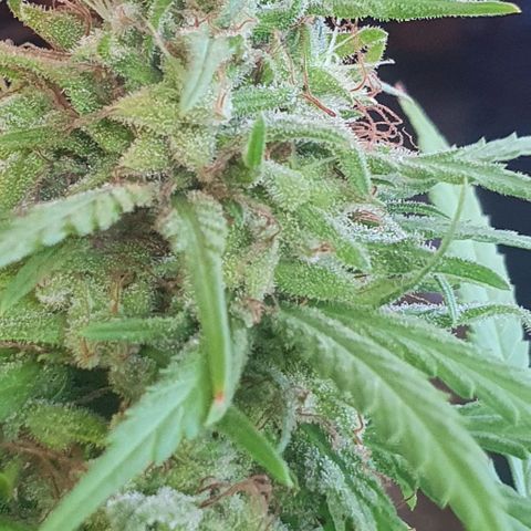 Stardawg growlog timeline photo