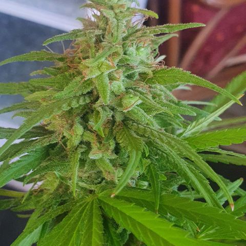 Stardawg growlog timeline photo