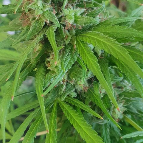 Stardawg growlog timeline photo