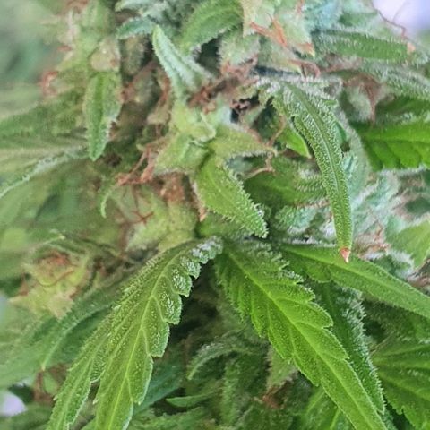 Stardawg growlog timeline photo
