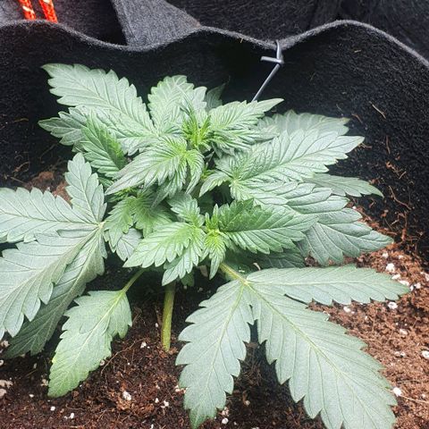 Purple Lemonade #1 growlog photo: Lst