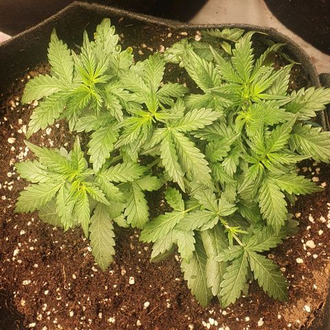 Purple Lemonade #3 growlog timeline photo