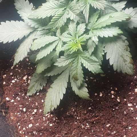 Purple Lemonade #1 growlog timeline photo
