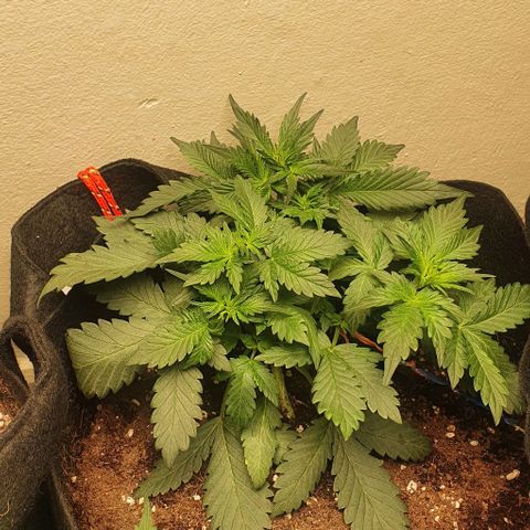 Purple Lemonade #1 growlog timeline photo