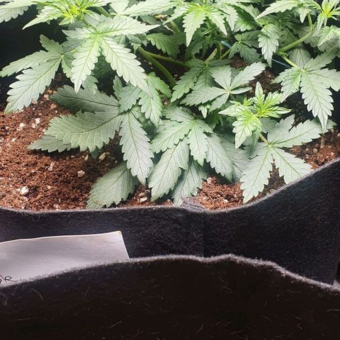 Purple Lemonade #3 growlog timeline photo