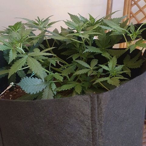 Purple Lemonade #1 growlog timeline photo