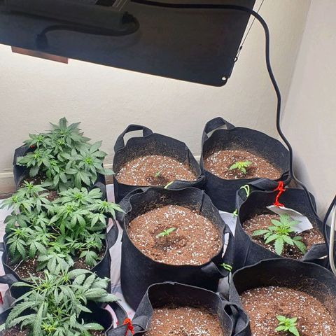 Purple Lemonade #3 growlog timeline photo