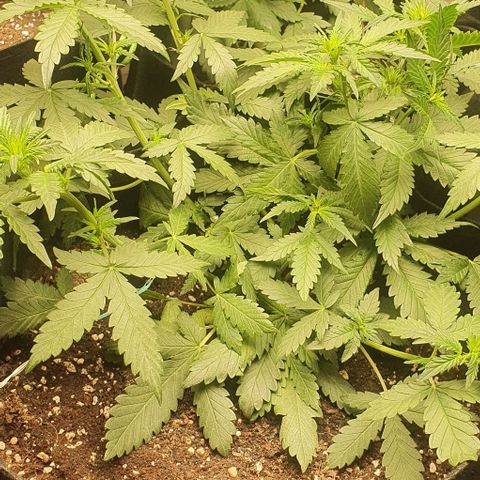 Purple Lemonade #3 growlog timeline photo