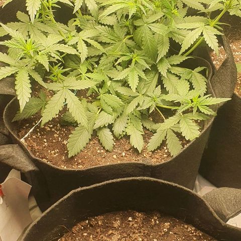 Purple Lemonade #3 growlog timeline photo