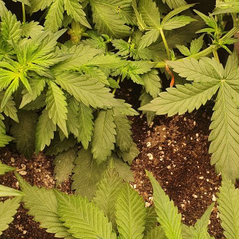 Purple Lemonade #1 growlog timeline photo