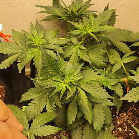Purple Lemonade #1 growlog timeline photo
