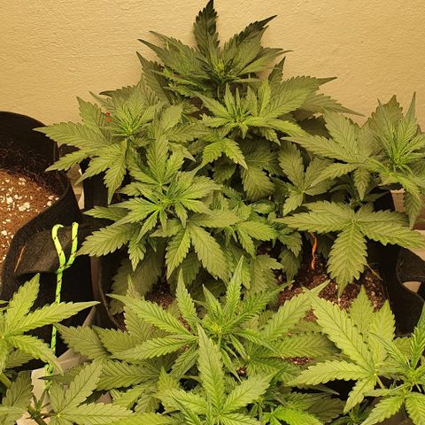 Purple Lemonade #1 growlog timeline photo