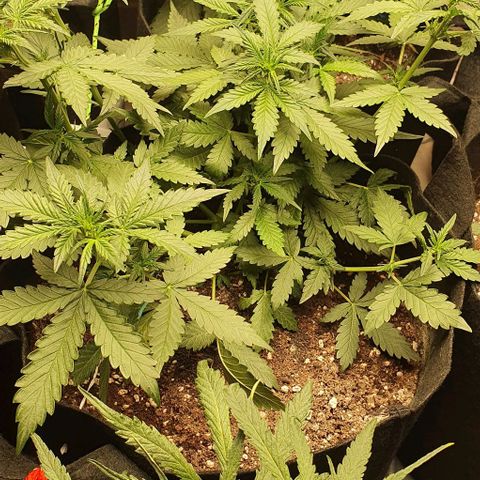 Purple Lemonade #3 growlog timeline photo