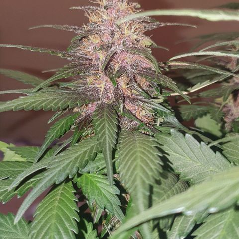 Purple Lemonade #3 growlog timeline photo