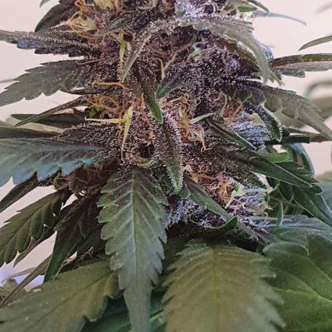 Purple Lemonade #3 growlog timeline photo
