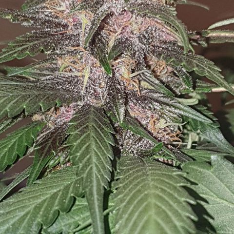 Purple Lemonade #3 growlog timeline photo