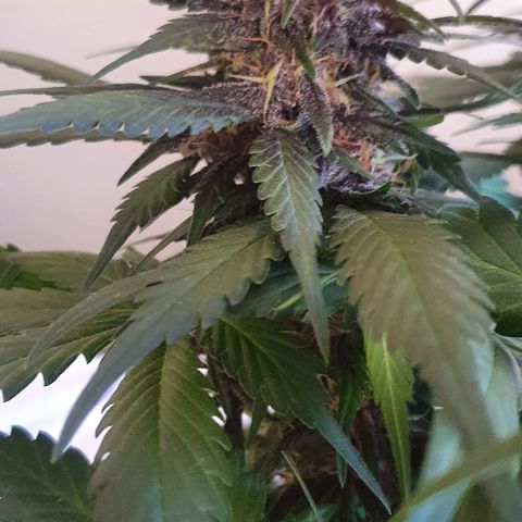 Purple Lemonade #3 growlog timeline photo