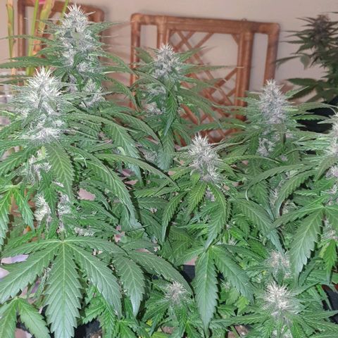 Purple Lemonade #1 growlog timeline photo