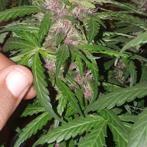 Purple Lemonade #1 growlog timeline photo
