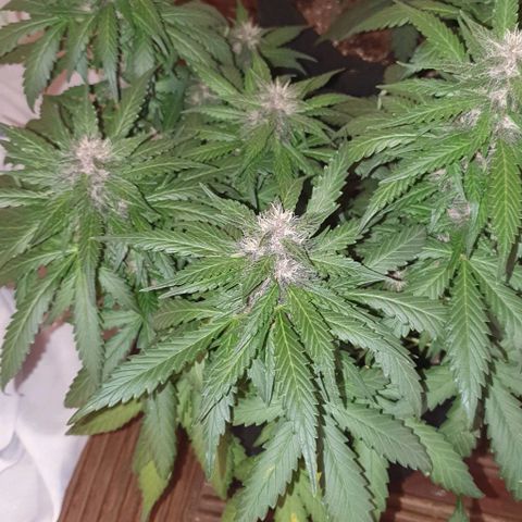Purple Lemonade #1 growlog timeline photo