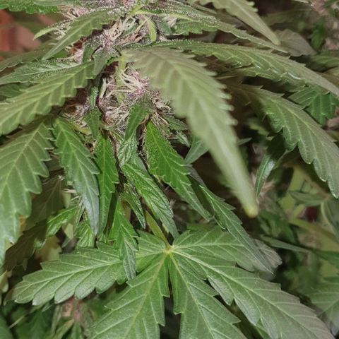 Purple Lemonade #1 growlog timeline photo