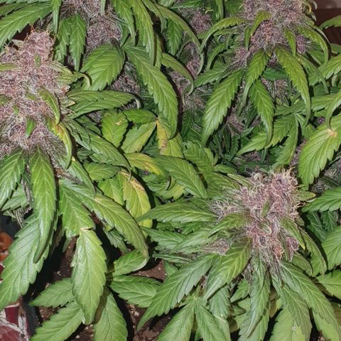 Purple Lemonade #1 growlog timeline photo