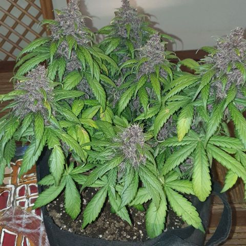 Purple Lemonade #1 growlog timeline photo