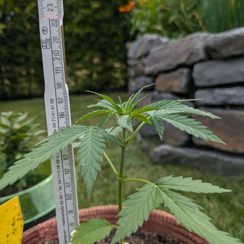 Gisela growlog timeline photo