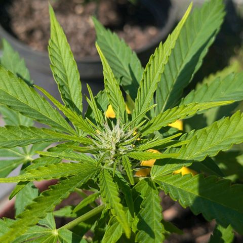 Gisela growlog timeline photo
