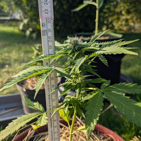 Gisela growlog timeline photo