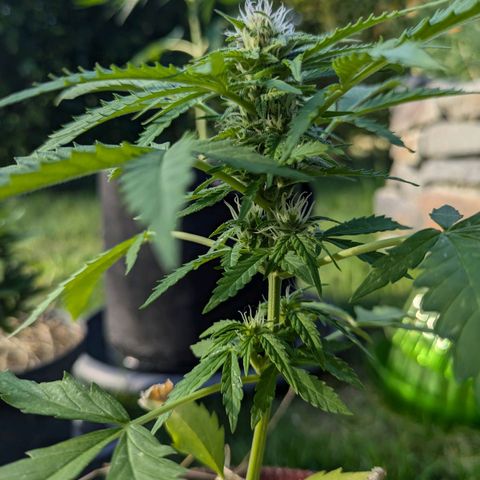 Gisela growlog timeline photo