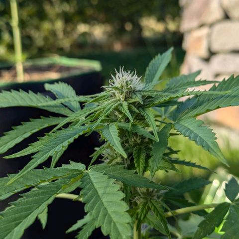 Gisela growlog timeline photo