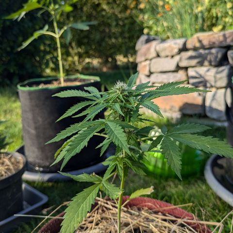 Gisela growlog timeline photo