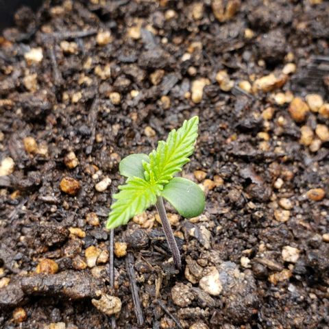 Prensend  growlog timeline photo