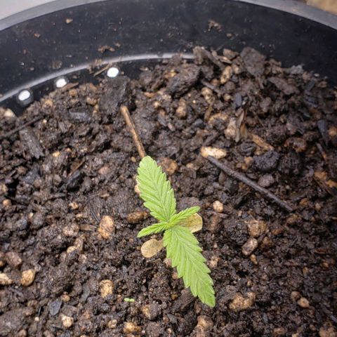 K #2 growlog timeline photo