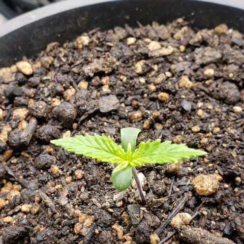 Prensend  growlog timeline photo