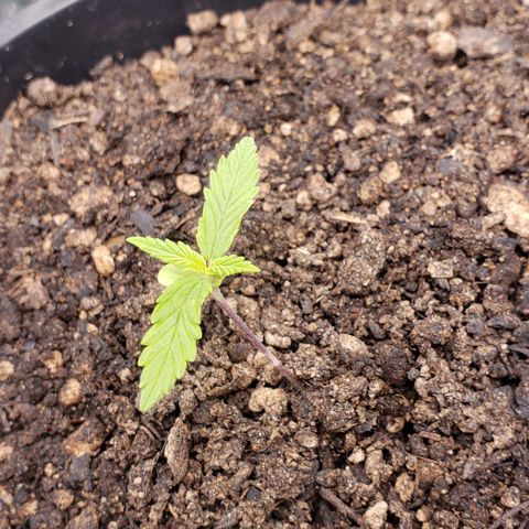 K #1 hermafrodita  growlog timeline photo