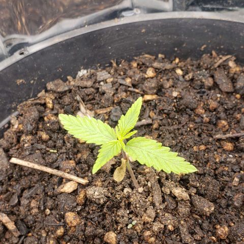 K #2 growlog timeline photo