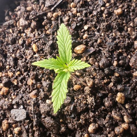 K #1 hermafrodita  growlog timeline photo